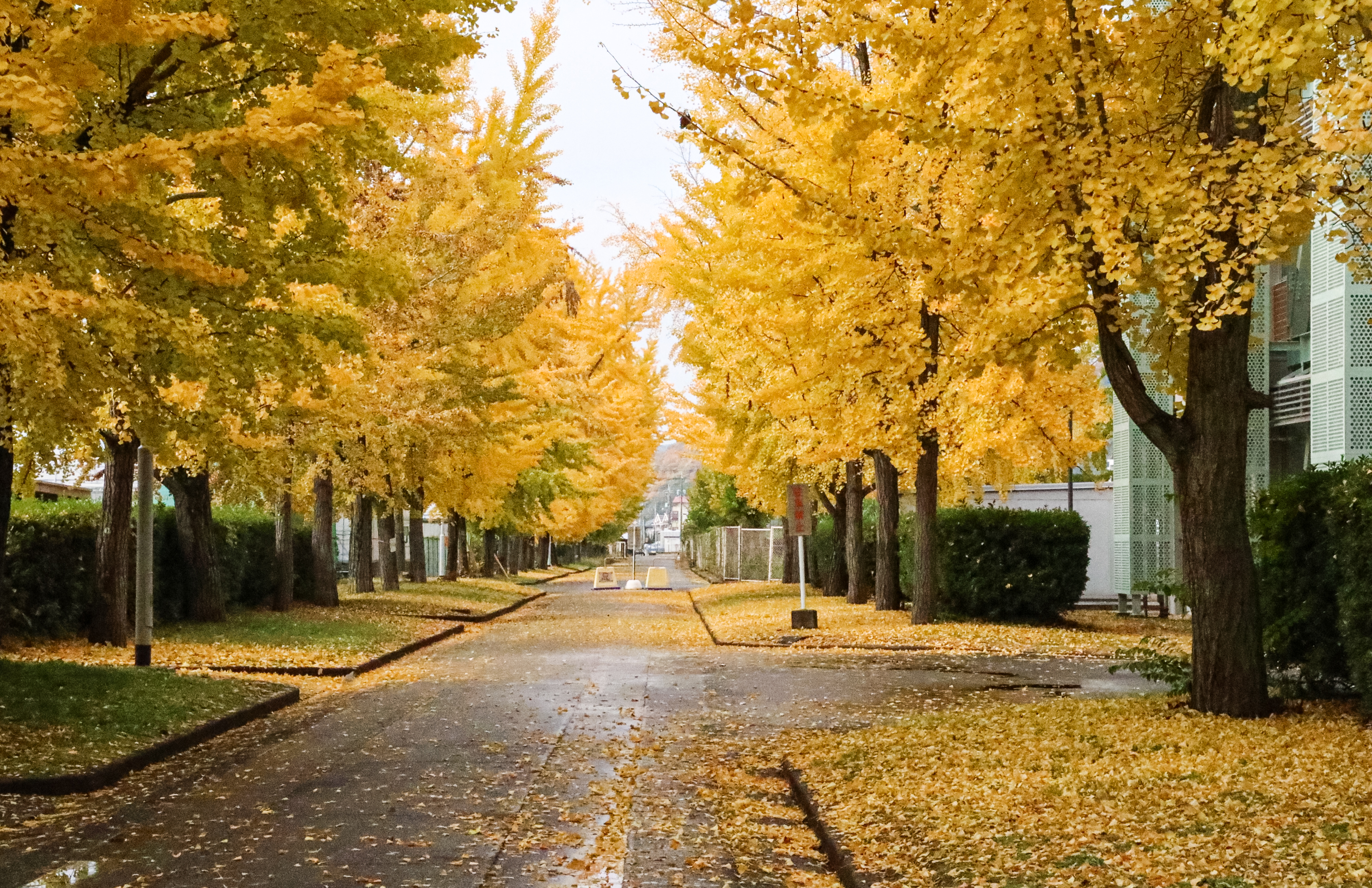 キャンパスの並木道